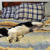 Como educar a tu perro a no subir a la cama Aqui
