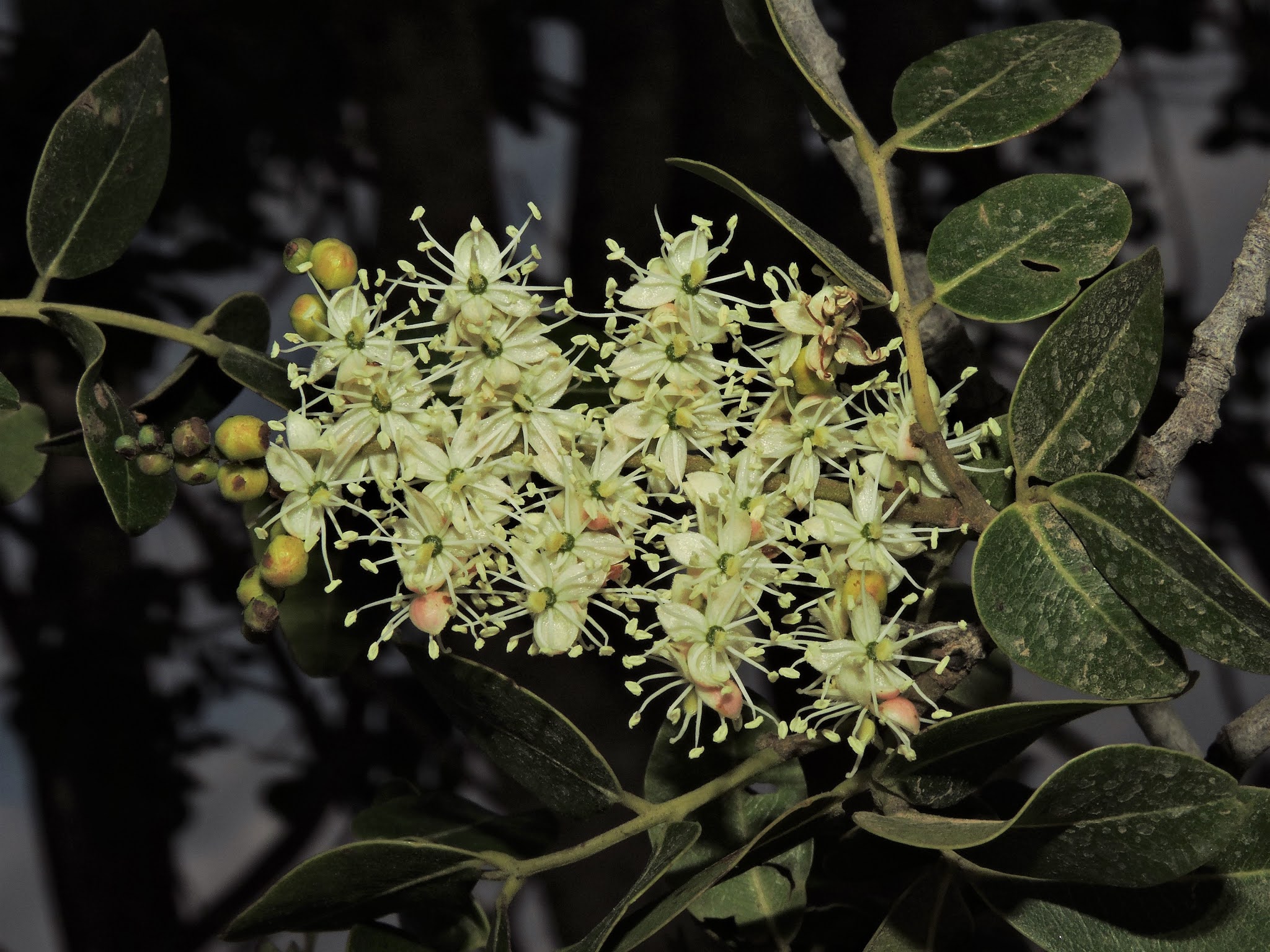Fabaceae Leguminosae no Brasil Copaifera
