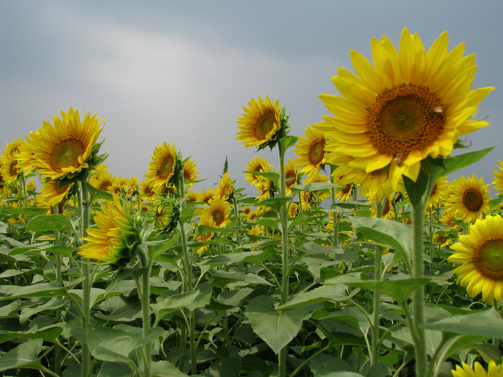 Alam Mengembang Jadi Guru: Festival bunga Matahari di Zama, Jepang