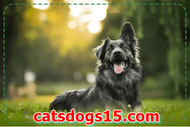Lengthy-residing dog Breeds