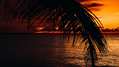 Palm Tree Beach Sunset HD Wallpaper Palm Tree Beach Sunset HD Wallpaper