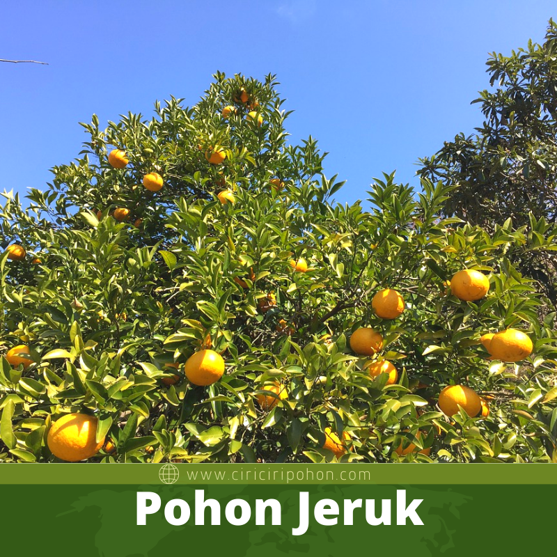 Pohon Jeruk