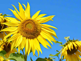 sunflowers, blue sky