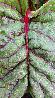  The Best Winter Fruits and Winter Vegetables