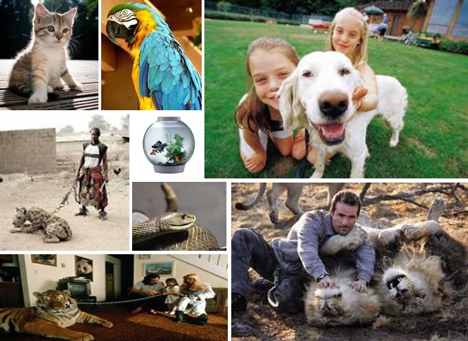 Pet keeping Hobby ~ Hobby Shobbys