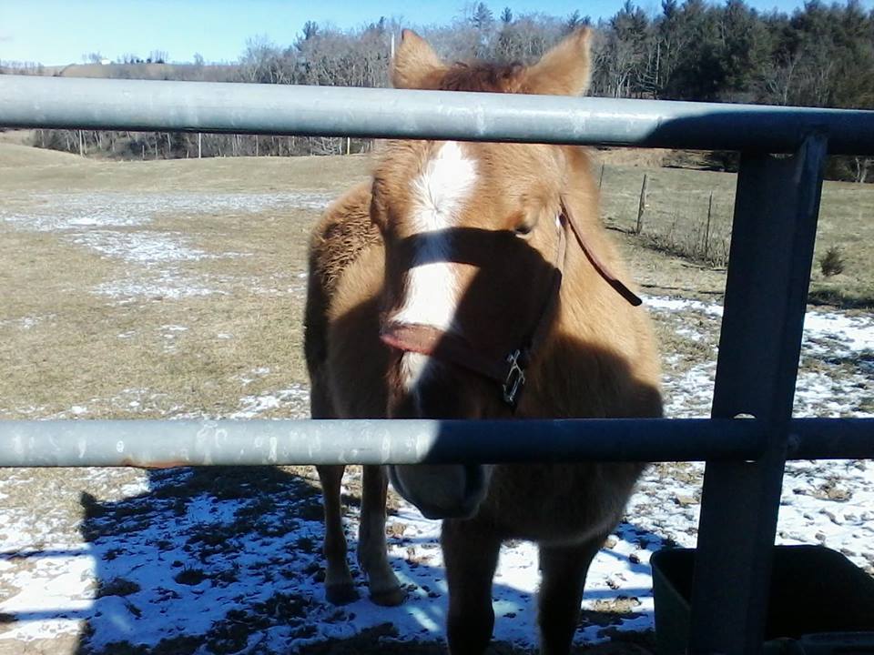 4R Ranch Bad Horse For Sale Pictures 28