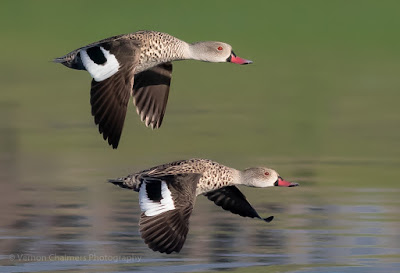 Photography Training Gift Vouchers for Birds in Flight Training Cape Town Photography Training Gift Vouchers for Birds in Flight Training Cape Town