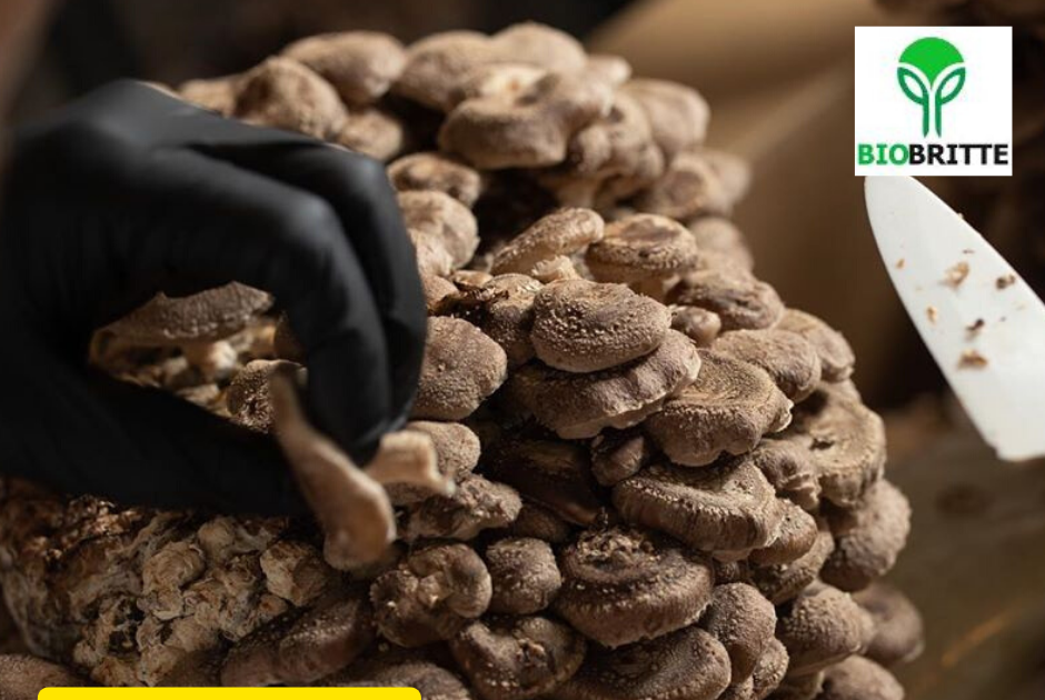 Oyster mushroom spawn price per kg Organic mushroom spawn Mushroom