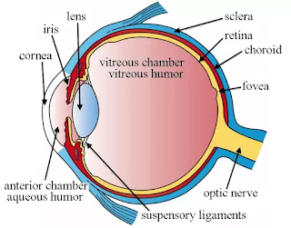 EYES Sense Organ EYES Sense Organ