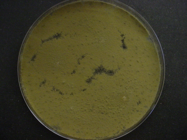 Sustainable Mycology Paecilomyces spp.
