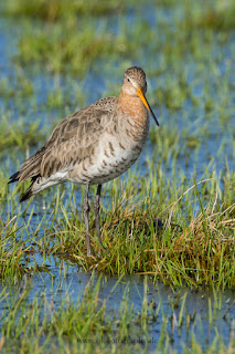 Wildlifefotografie Naturfotografie Dümmer See Uferschnepfe