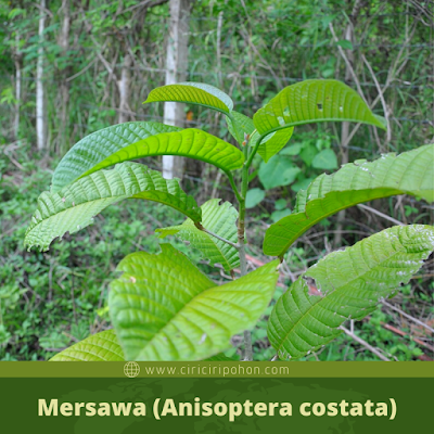 Mersawa (Anisoptera costata)