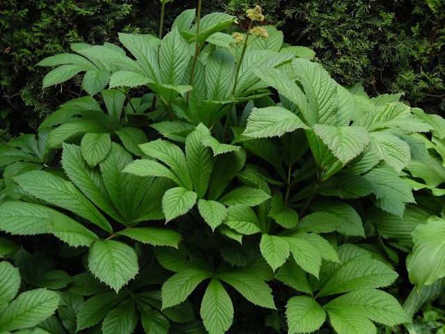 rodgersia aesculifolia