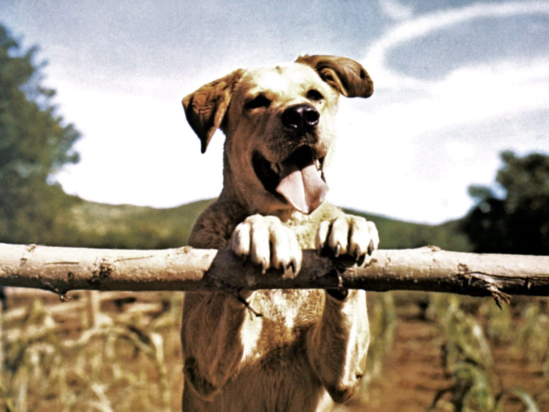 The History of Dogs as Pets