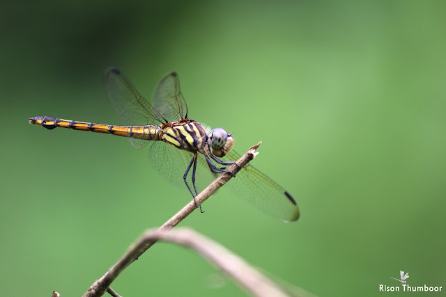 Dragonflies and Damselflies Of Kerala: May 2018