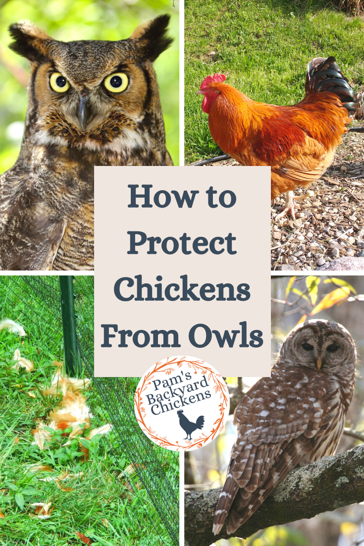 Pam's Backyard Chickens How to Protect Chickens From Owls