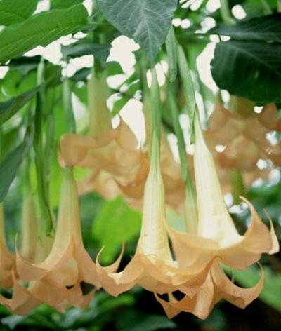 Angel Trumpet Flower on Angel S Trumpet Angel S Trumpet If You Want Something