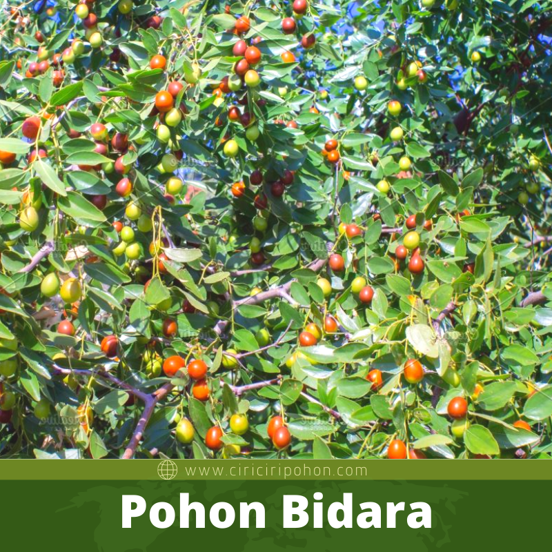 Bibit Pohon Bidara