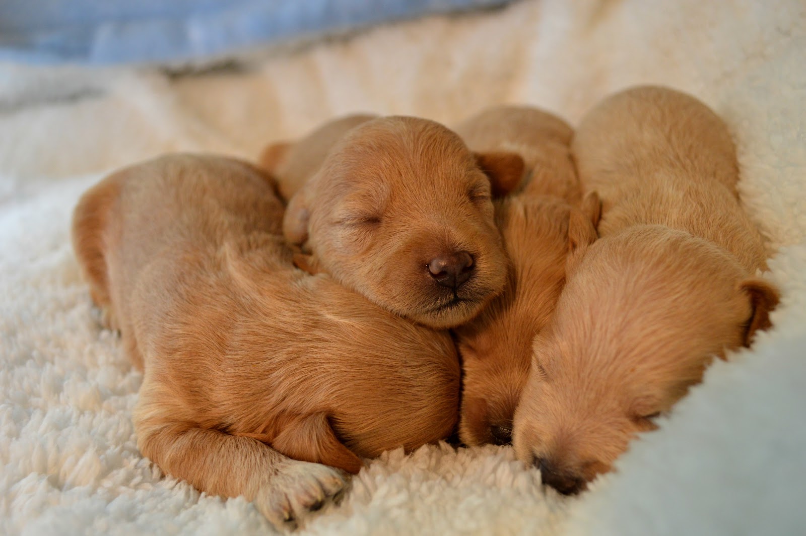 Growing Puppies Virginia Schnoodle Breeder Hypoallergenic Dogs