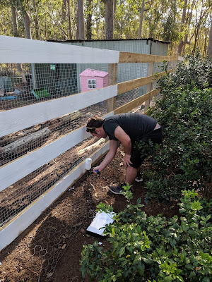 Painting fences at The Rabbit Rescue Sanctuary