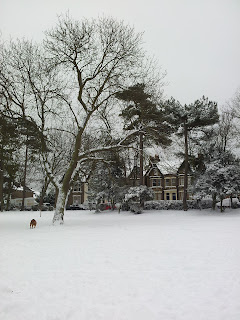 snow, park