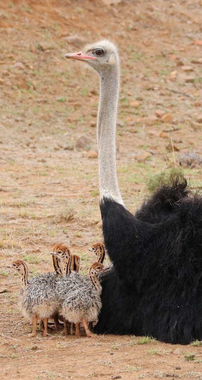 Mother ostrich with her babies.