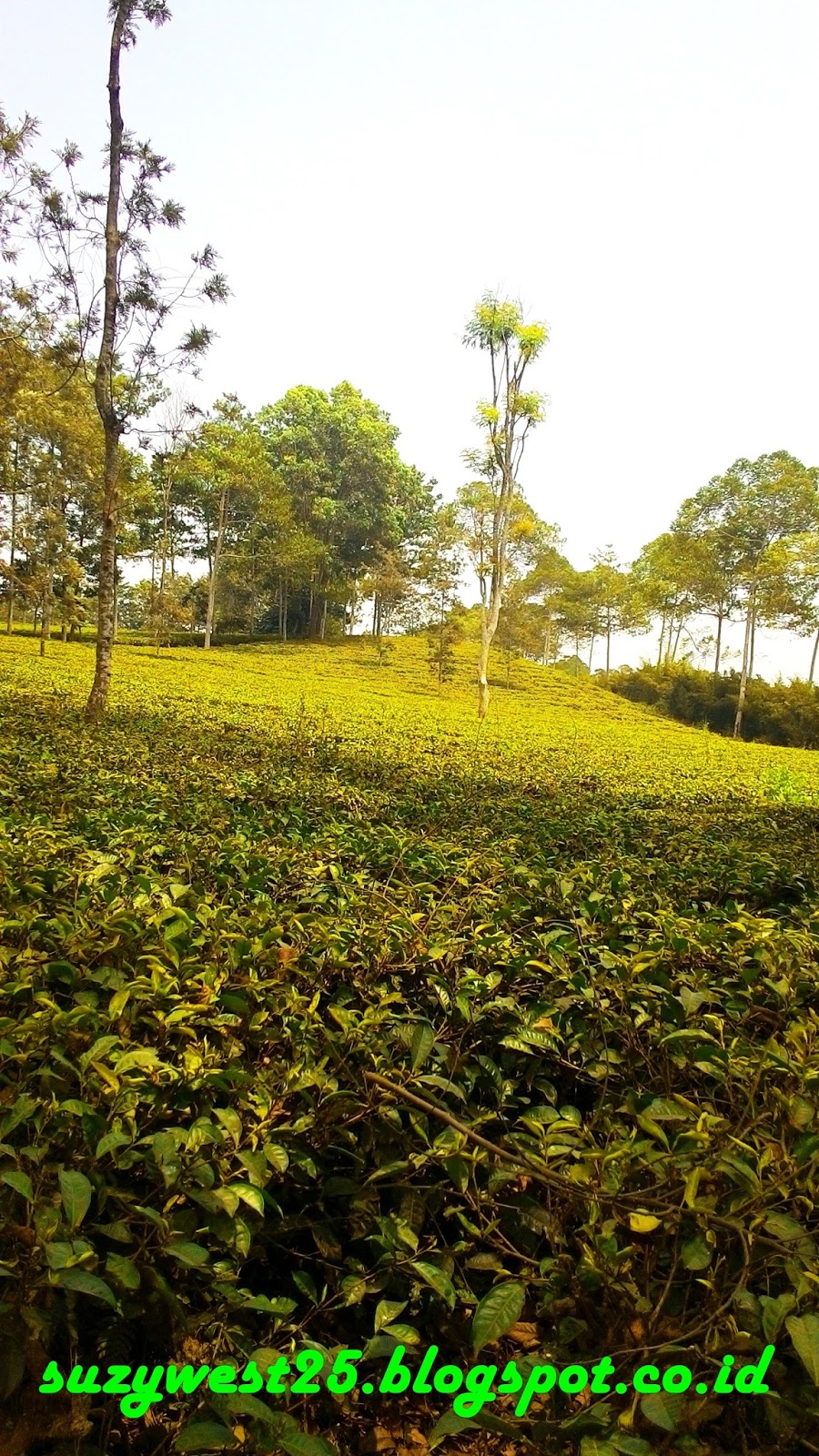 Kotak Memori: Agrowisata Tanjungsari Wonosobo