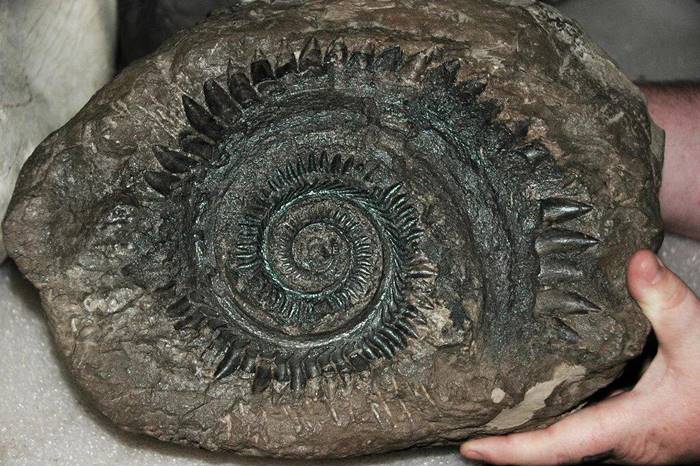 Helicoprion | Shark with a chainsaw on the lower jaw
