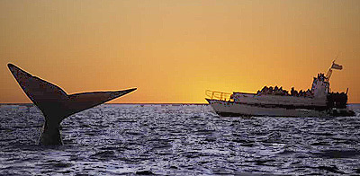 Whale Watching Season in Peninsula Valdes 