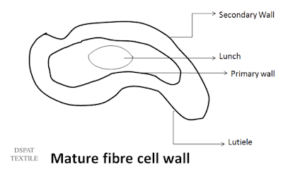 Fiber maturity cell wall