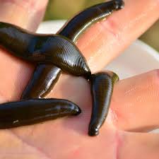 Interested Children: why do leeches draw our blood?
