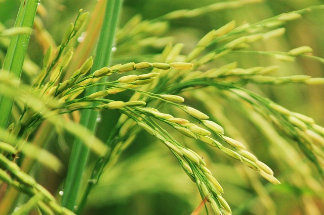 Tinjauan Umum Tanaman Padi Sawah Kumpulan Materi Pengetahuan Umum