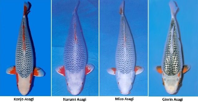 Jenis Ikan Koi Lokal Terbaik Harga Termahal dan Gambarnya