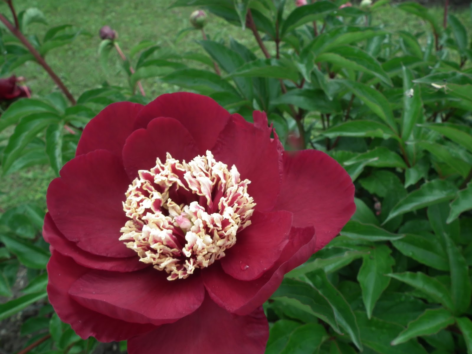 Пион CHARLES BURGESS, пион чарльз буржес