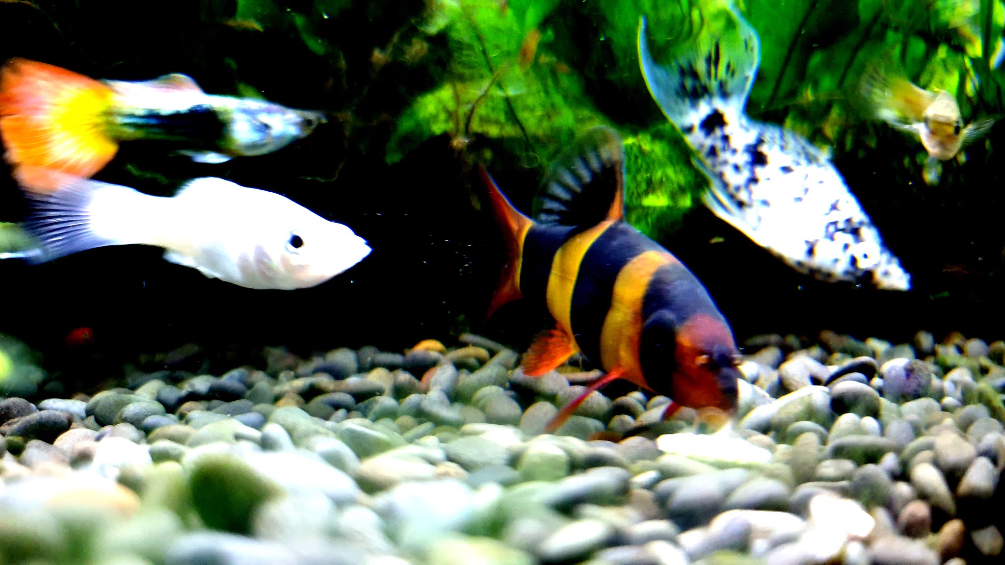 Molly Fish 4K Ultra HD Wallpapers / Backgrounds