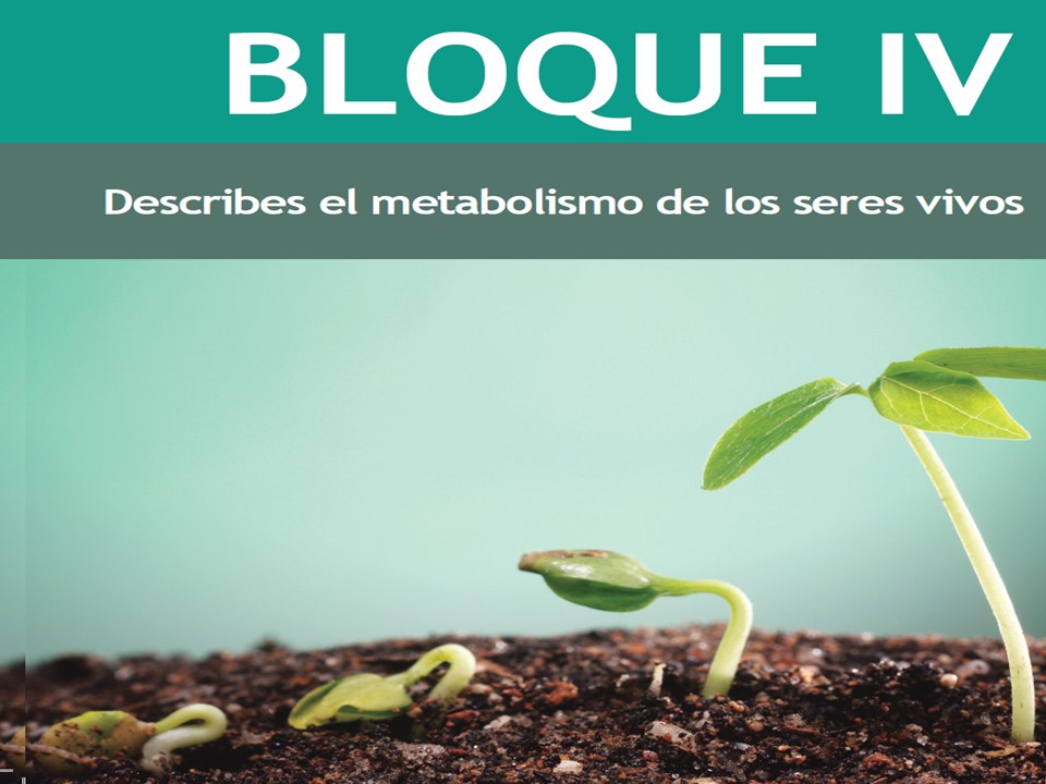 Bloque Iv Describes El Metabolismo De Los Seres Vivos
