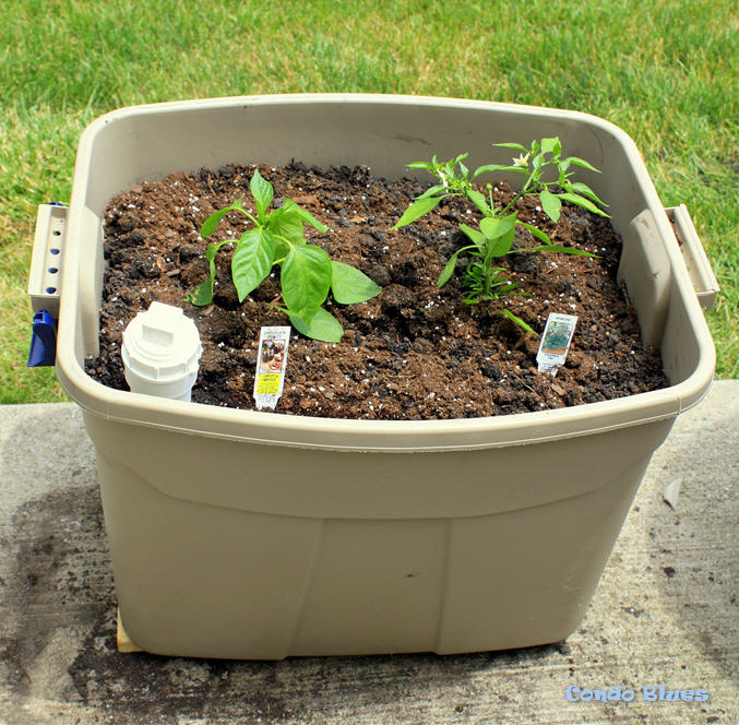 Condo Blues How to Make a Self Watering Planter Box