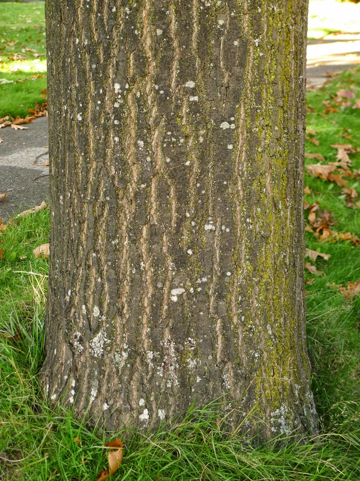 Wild Harvests Percolation leaching Red Oak acorns