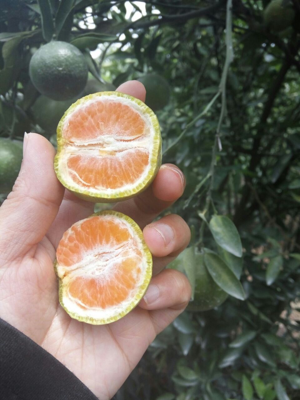 Aktivitas Petik Jeruk