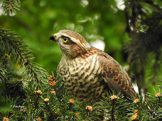 Uliu pasarar, Accipiter nisus, juvenil