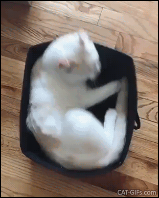 Funny Cat GIF • Cat with too much energy trying to get comfy in his box Funny Cat GIF • Cat with too much energy trying to get comfy in his box