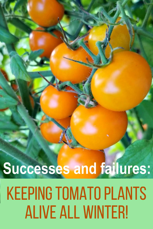 OverWintering Tomato Plants Successes and Failures Oak Hill Homestead