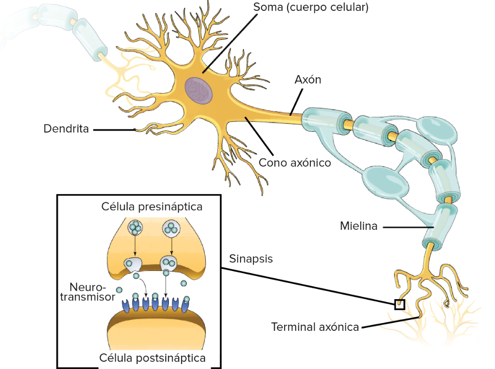 La Maravilla Del Cerebro Membrana Celular Potenciales De Membrana