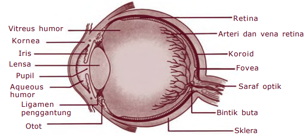 Bagian-bagian mata