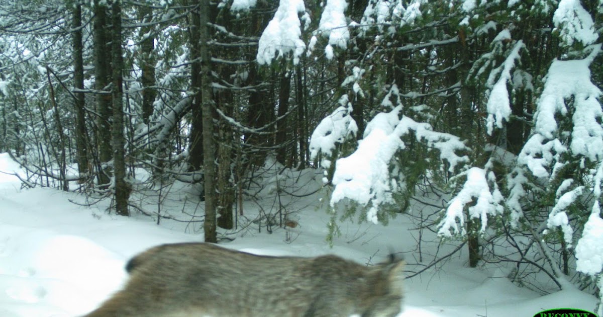 Ain't Life Wild?: The lynx and the hare story