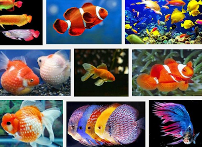 72+ Gambar Hewan Ikan Peyang Gratis Terbaru