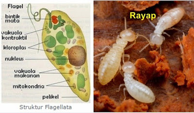 15 Contoh Simbiosis Mutualisme dan Keuntungan-Keuntungannya Contoh Simbiosis Mutualisme dan Keuntungan 15 Contoh Simbiosis Mutualisme dan Keuntungan-Keuntungannya