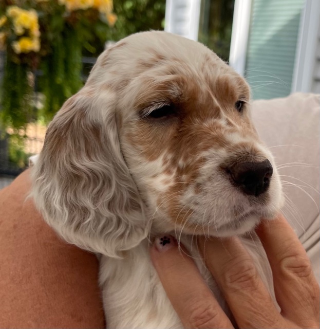 Linwood English Setters Puppies