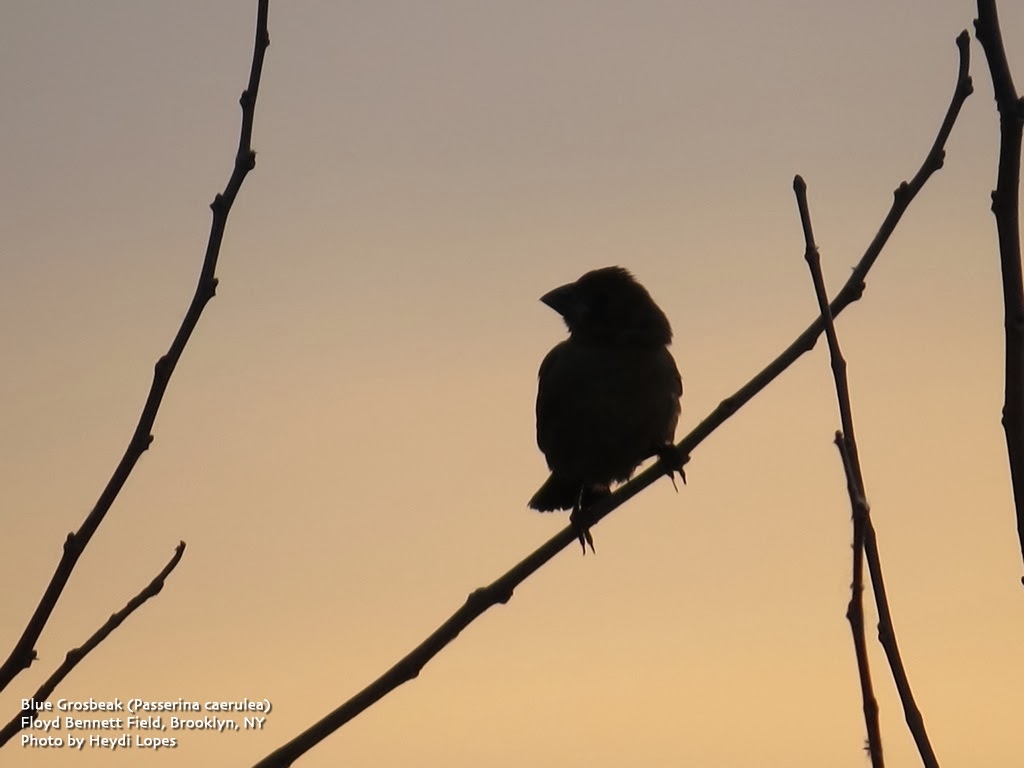The City Birder Blue Grosbeak versus Indigo Bunting