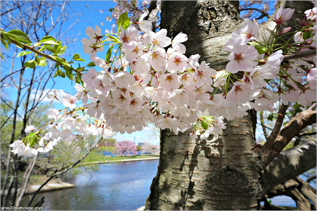 Flores del Cerezo en la Esplanade de Boston